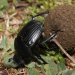 Vruboun neboli skarabeus | Foto: Wikimedia