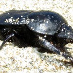 Vruboun neboli skarabeus | Foto: Wikimedia